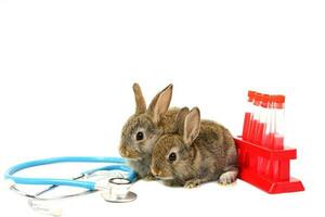 two rabbits,stethoscope and sampling tubes isolated on white background photo