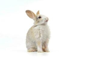 blanco marrón conejito aislado en blanco fondo joven adorable mullido conejito Pascua de Resurrección foto