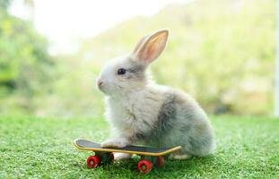 adorable Conejo con patineta, un pequeño conejito jugando patinar. foto