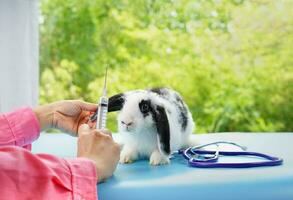 veterinarian take care rabbit, holding syringe needle for take a blood test or give an injection , a stethoscope put on next to the bunny on table photo