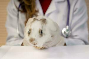 veterinario que lleva un linda Conejo en manos a examinar, tratar a mascota clínica, concepto de Conejo enfermo, chequeo, Conejo salud cuidado foto