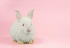 white rabbit isolated on pink background, young adorable fluffy bunny sitting on pink background photo