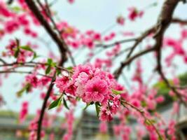 Pink Cherry blossom on the tree photo