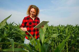 retrato de hembra granjero quien es cultivando maíz. ella es examinando Progreso de plantas. agrícola ocupación. foto