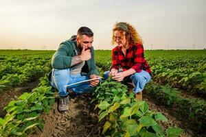 familia agrícola ocupación. hombre y mujer son cultivando haba de soja. ellos son examinando el Progreso de plantas. foto