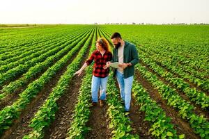 familia agrícola ocupación. hombre y mujer son cultivando haba de soja. ellos son examinando el Progreso de plantas. foto