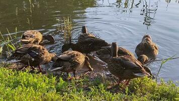 wild Enten grasen auf das Ufer von das See. video