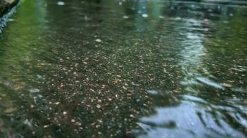 regenwater na zwaar regen stromen naar beneden de asfalt weg. Ondiep diepte van veld. video