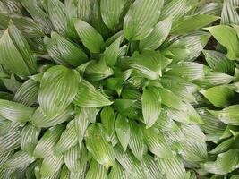 Green texture of summer plants photo