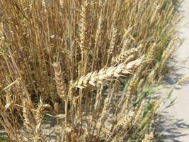 Ears of ripe wheat on the field photo