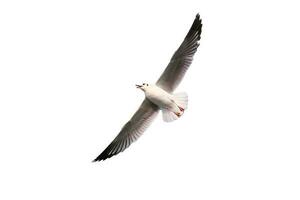 Seagull is flying in the blue sky. It is seabird, usually grey and white. It takes live food crabs and small fish while isolated on white background. photo