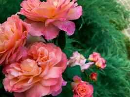 Pink blooming roses. Aesthetic garden flowers photo