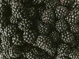 Ripe blackberry background. Garden berries Close up, top view photo