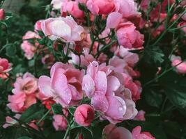 Pink blooming roses after rain. Aesthetic garden flowers photo