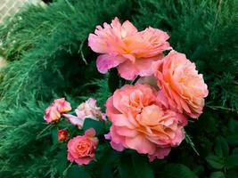 rosado floreciente rosas. estético jardín flores foto