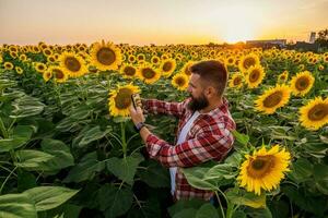 Farmer is standing in his sunflower field which is in blossom. He is examining progress of the plants. photo