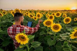 granjero es en pie en su girasol campo cuales es en florecer. él es examinando Progreso de el plantas. foto