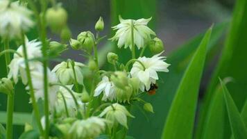 Bumblebee on a white aquilegia flower, macro video