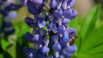 Biene Sammeln Nektar und Pollen von das Blumen von Blau Lupine. video