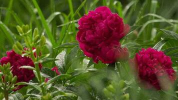 Burgundy pink dark peonies in the rain in the garden. Blooming period, spring and summer video