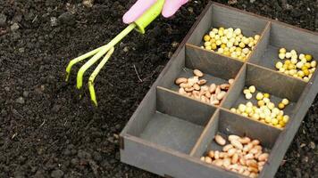 Sowing and growing organic crops video