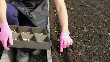 Woman plants pea seeds in the ground. Pea seeds close up. Bean Growing video