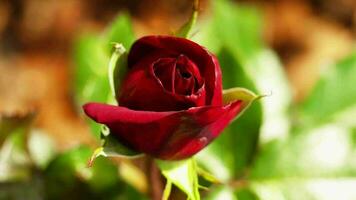 rood roos bloei in de zomer tuin. rood roos knop video