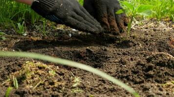 contadino agronomo impianti peperoni nel il suolo video