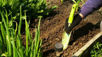 Man uses garden shovel to make furrows in the fertile soil video