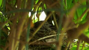 Bird Linnet in the nest incubates eggs. Bird nesting period. Linnet or repola Linaria cannabina is a species of songbirds of the finch family video