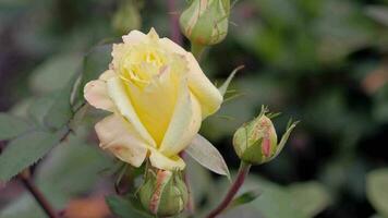 Blooming yellow rose in the summer garden, top view. Gardening concept video