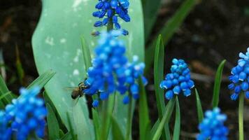 abelha poliniza a plantar. inseto moscas por aí uma azul muscari flor e coleta pólen video