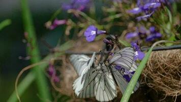 aporía crataegi negro venoso blanco mariposa apareamiento video