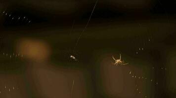 Close up, a dangerous scary spider weaves a web. The insect traps the victim video