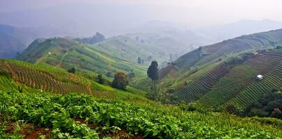 beautiful view of terraced vegetable plantation, Majalengka, West Java, Indonesia photo