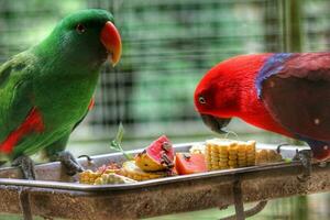 bayan aves, cuales tiene el científico nombre eclectus roratus o además conocido como el molucas ecléctico, es un loro nativo a el maluku islas foto