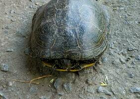 European pond turtle Emys orbicularis. Close-up of a river turtle basking in the sun. Summer, sunny day, close-up photo