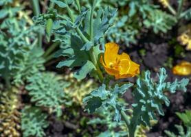 Glaucium flavum, yellow horned poppy, Papaveraceae. Wild plant listed in the Red Book. photo