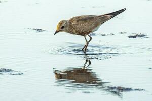 Australian Pratincole in Australia photo