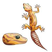 Vector illustration of an eublepharis. Leopard gecko tremper albino