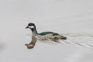 Green Pygmy Goose photo