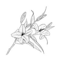 Vector illustration of big branch of a blooming lily. Black outline of petals