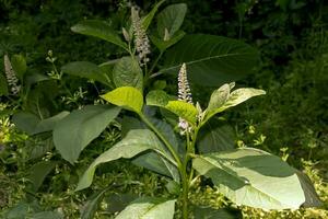 Phytolacca americana L, also known as American pokeweed, poke sallet, dragonberries, and inkberry, is a poisonous, herbaceous perennial plant in the family Phytolaccaceae. photo