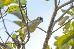 pelirrojo pardalote en Australia foto