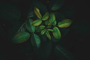 Top view leaf background.Green leaves color tone dark in the morning.Tropical Plant in Thailand,environment,good air.photo concept nature and plant. photo