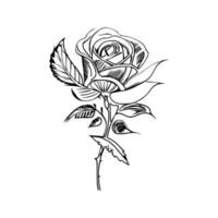 Beautiful Hand drawn flower rose sketch vector