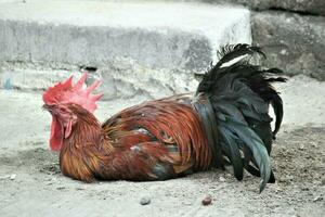 roosters relaxing during the day photo