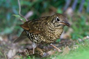 Bassian Thrush in Australia photo