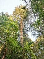 kahikatea árbol en nuevo Zelanda foto