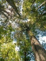 kahikatea árbol en nuevo Zelanda foto